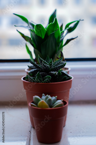 Mini Plant in a pot
