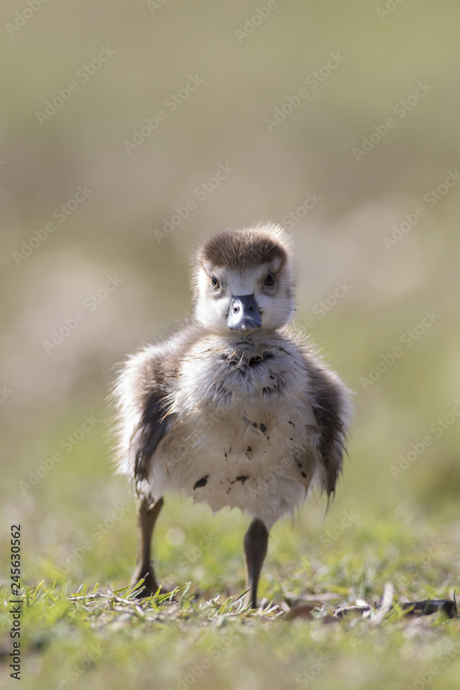 Egyptian geese (Alopochen aegyptiacus) ducklings Egyptian geese (Alopochen aegyptiacus) ducklings