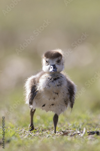 Egyptian geese  Alopochen aegyptiacus  ducklings