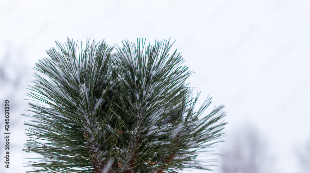 Fototapeta premium background. Christmas tree branches in the snow. new Year. Christmas. Santa