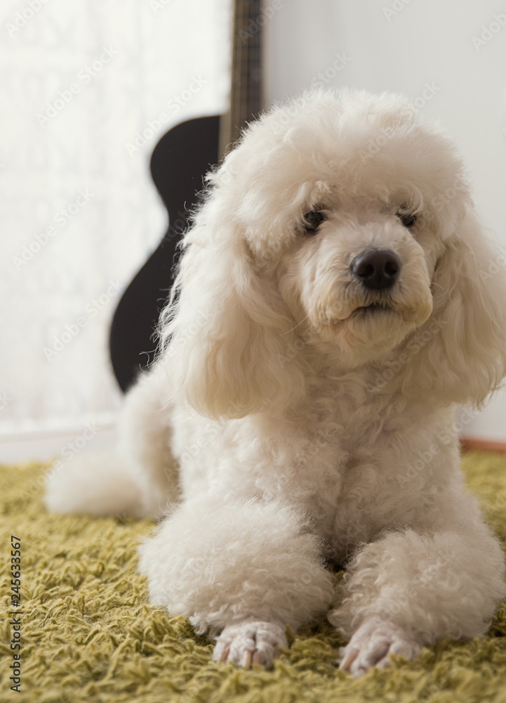 White dog on a carpet