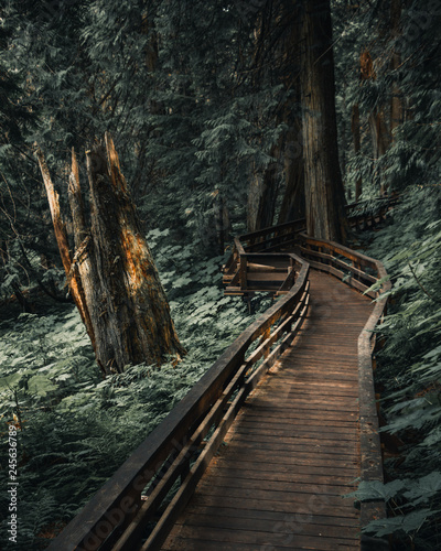 Bridge Into Shadow - Ancient Forest  B.C.