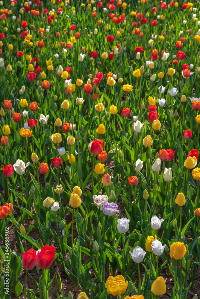Fototapeta premium Colorful different types of Tulips flower fields.