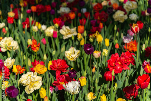 Colorful different types of Tulips flower fields.