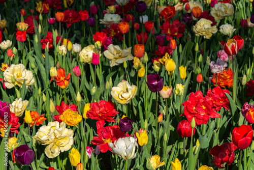 Colorful different types of Tulips flower fields. © Shawn.ccf