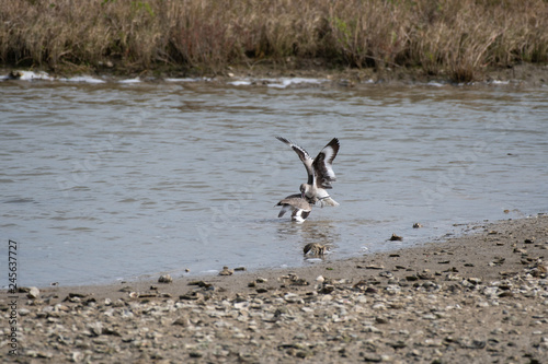 Batttle of willets in Aransas National Wildlife Refuge photo