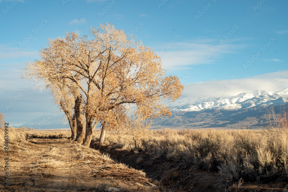 winter landscape with tree and snow covered mountains winter landscape with tree and snow covered mountains