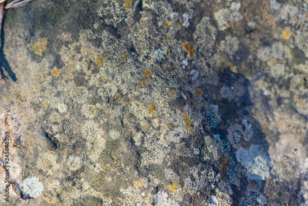 lichen on stone lichen on stone