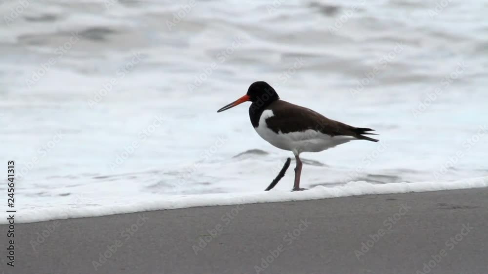 Oystercatcher birds Oystercatcher on the beach of the black sea Oystercatcher birds Oystercatcher on the beach of the black sea