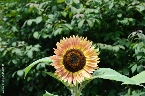 sunflower in garden