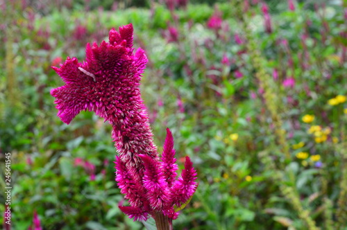 flowers in the garden