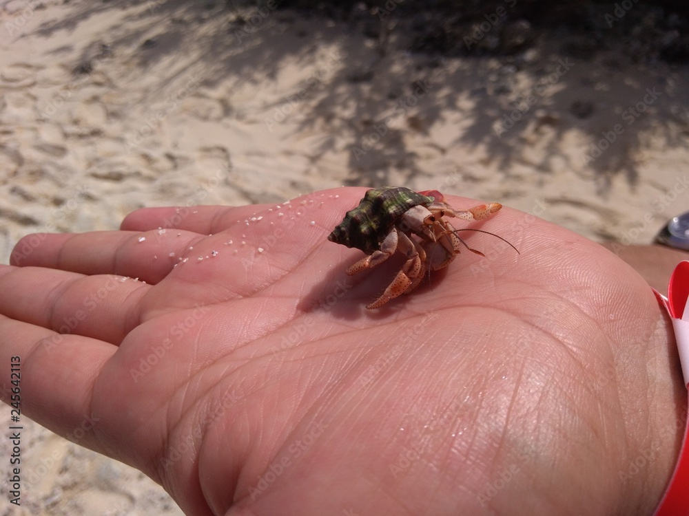Colombian beach crab