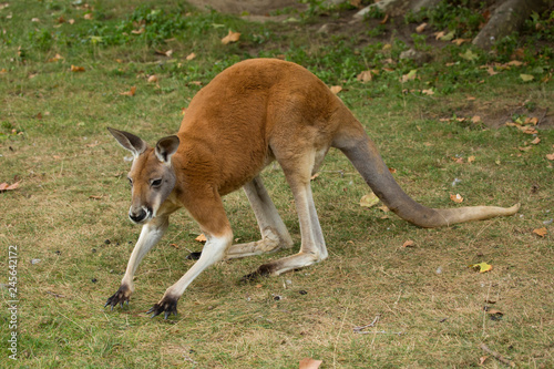 Red Kangaroo (Macropus rufus).