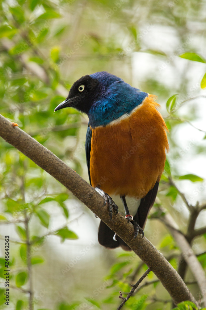Superb glossy-starling (Lamprospreo superbus).