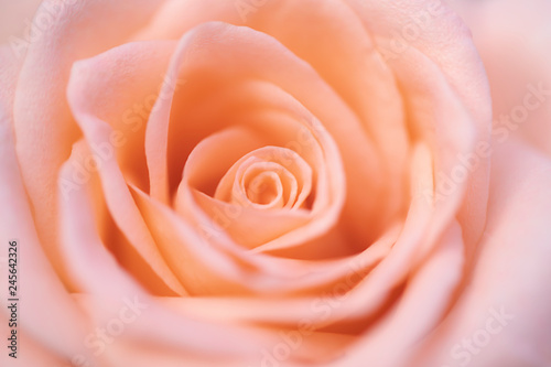 close up orange rose flower soft focus.