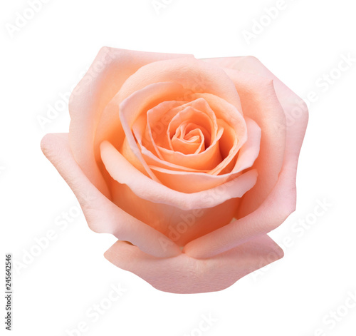 pink rose isolated on white background, soft focus and clipping path