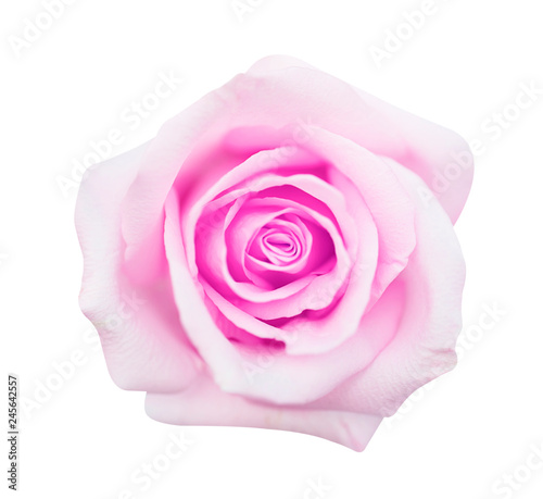 pink rose isolated on white background  soft focus and clipping path