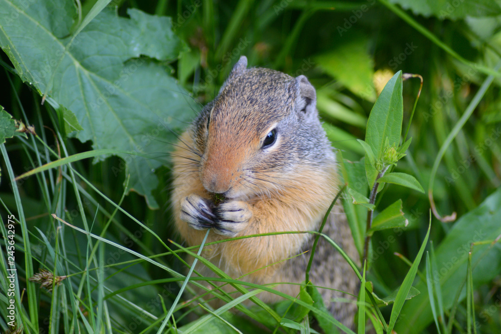 Ground Squirrel feeding in Glacier National Park. Ground Squirrel feeding in Glacier National Park.