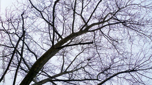 A spread of tangled leafless and bare branches from trees hibernating in winter set against the sky.