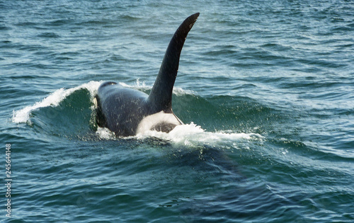 Orca Diving in Puget Sound © Bill