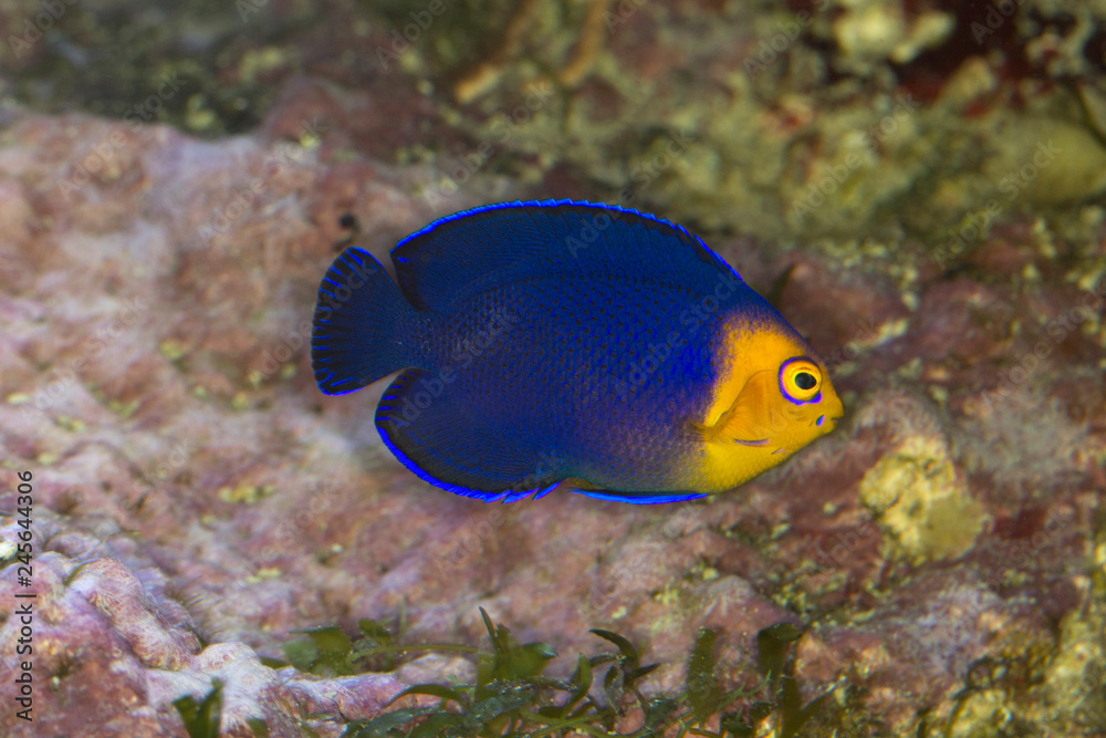 Pygmy or Cherub Angelfish (Centropyge argi). Pygmy or Cherub Angelfish (Centropyge argi).