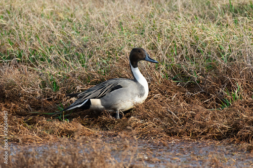 Northern Pintail Duck in Grass
