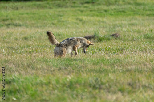 A Coyote Pouncing On A Rodent © TSchofield