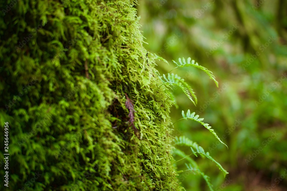 Small Ferns Growing on a Tree