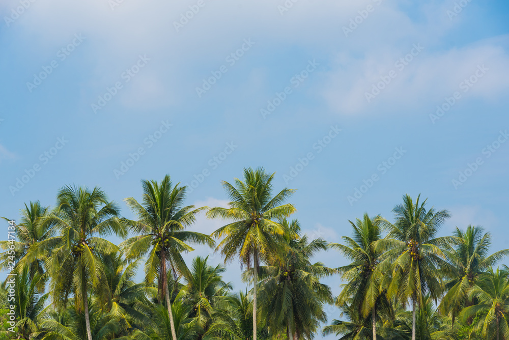 View of Coconut palm trees and beautiful blue sky background.