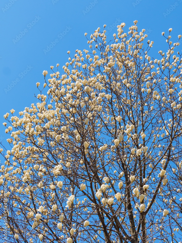 青空と木蓮の花