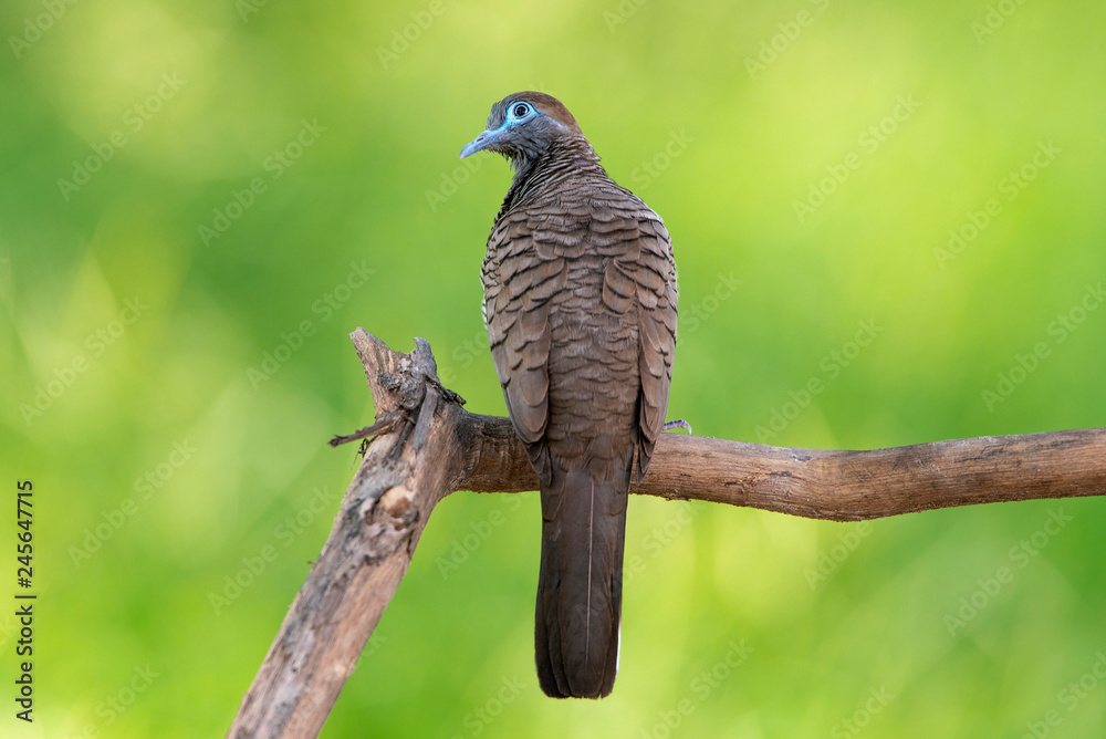 Zebra dove perching on a branch Zebra dove perching on a branch
