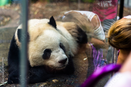 Calgary Zoo Panda photo