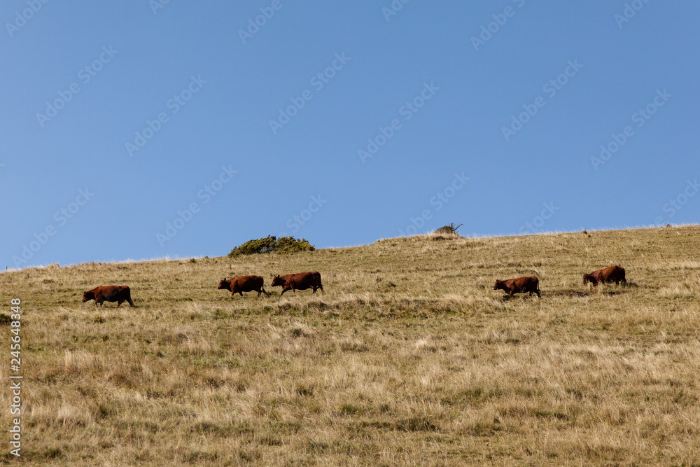 brown cows on a yellow meadow against the blue sky