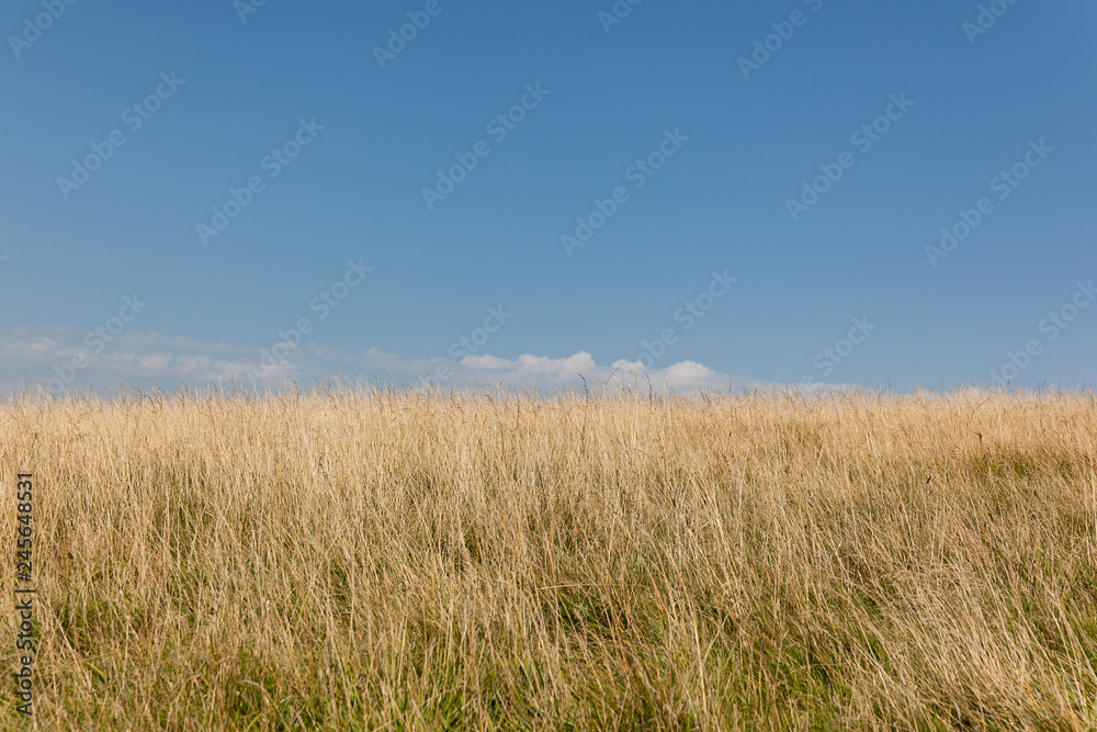 yellow grass against the sky