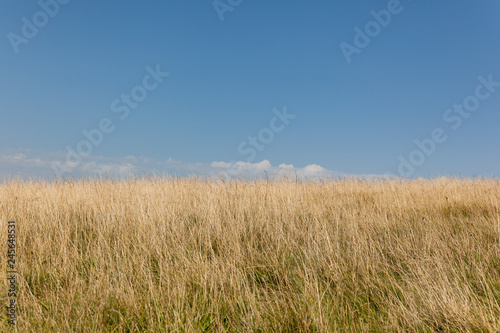 yellow grass against the sky