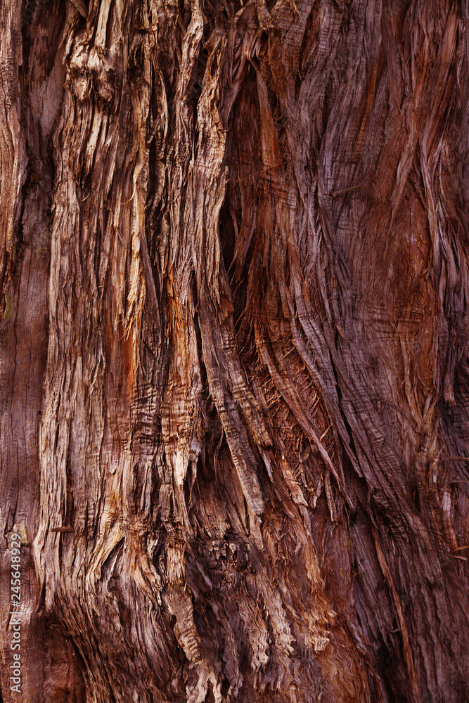 Natural old wooden board, background or texture Natural old wooden board, background or texture
