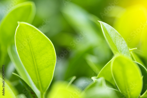 Closeup of nature leaves green blur. In the spring Under the morning light. Use as background and wallpapers.