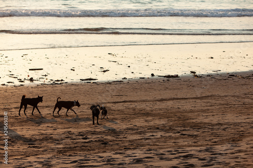 dogs at sunset on the beach