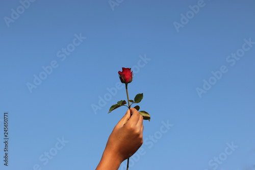 Fototapeta Naklejka Na Ścianę i Meble -  Red rose in human hand with  blue sky in sunny day background gift for love in Valentine day to special person