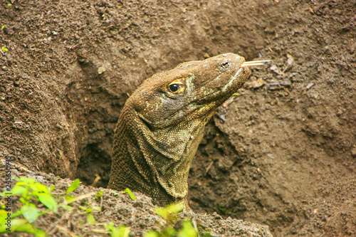 Portrait of Komodo dragon digging a hole on Rinca Island in Komodo National Park, Nusa Tenggara, Indonesia photo