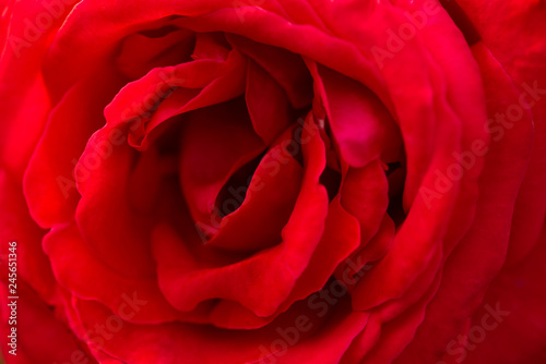 Close up Red Rose background   valentine