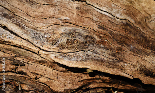 Black stain and crack on brown log , Abstract background and texture on tree surface