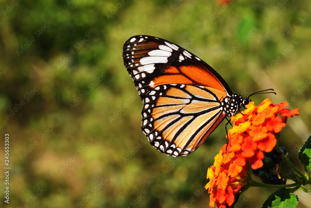 Common Tiger (Danaus genutia) butterfly seeking nectar on Ziziphus oenoplia blossom with natural green background, Orange with white and black color pattern on wing of Monarch butterfly Common Tiger (Danaus genutia) butterfly seeking nectar on Ziziphus oenoplia blossom with natural green background, Orange with white and black color pattern on wing of Monarch butterfly