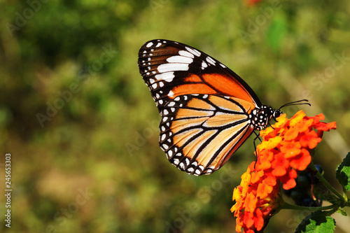 Common Tiger (Danaus genutia)   butterfly seeking nectar on Ziziphus oenoplia blossom with natural green background, Orange  with white and black color pattern on wing of  Monarch butterfly  © anant_kaset