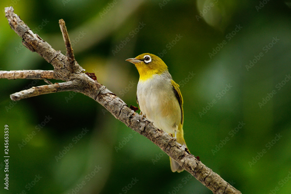Fiji white-eye (Zosterops explorator) sitting on a tree branch Fiji white-eye (Zosterops explorator) sitting on a tree branch