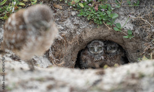 фотографія Burrowing Owlets in Florida