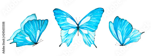 Watercolor set light blue isolated butterfly on white background
