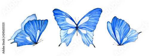 Watercolor set blue isolated butterfly on white background