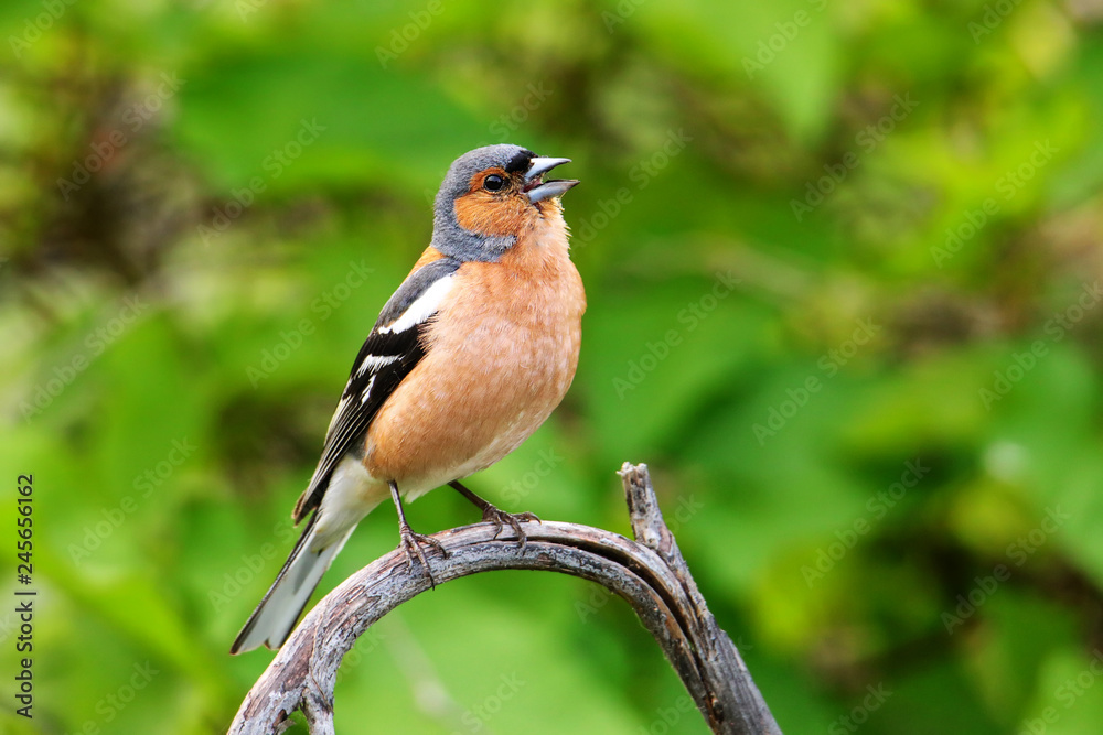 Chaffinch (Fringilla coelebs) sitting on a tree Chaffinch (Fringilla coelebs) sitting on a tree