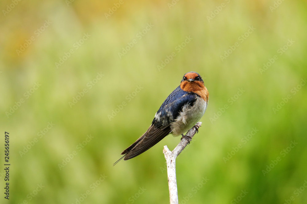 Welcome Swallow (Hirundo tahitica) Welcome Swallow (Hirundo tahitica)
